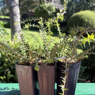 Home Acacia Gunni Plowshare Wattle