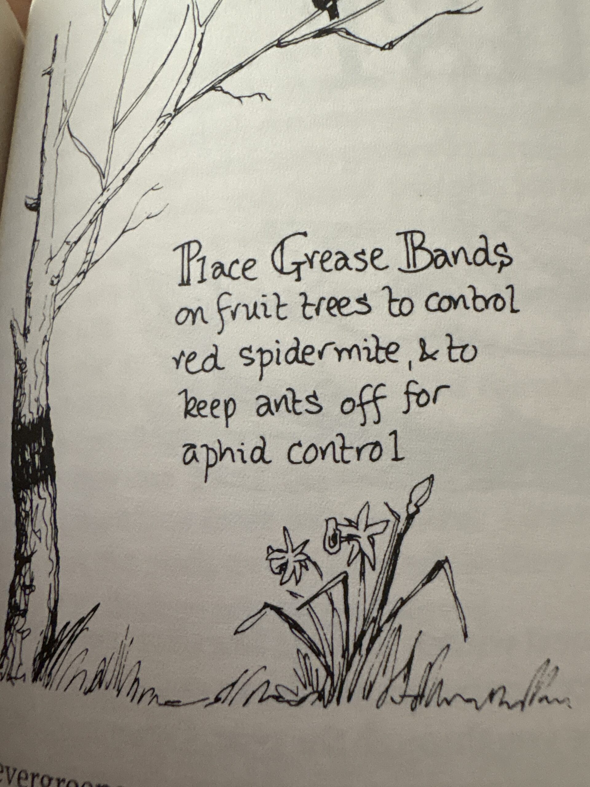Earthgardener’s Companion By Jackie French Pb 2016 Earthgardener’s Companion By Jackie French Pb 2016 - Image 4