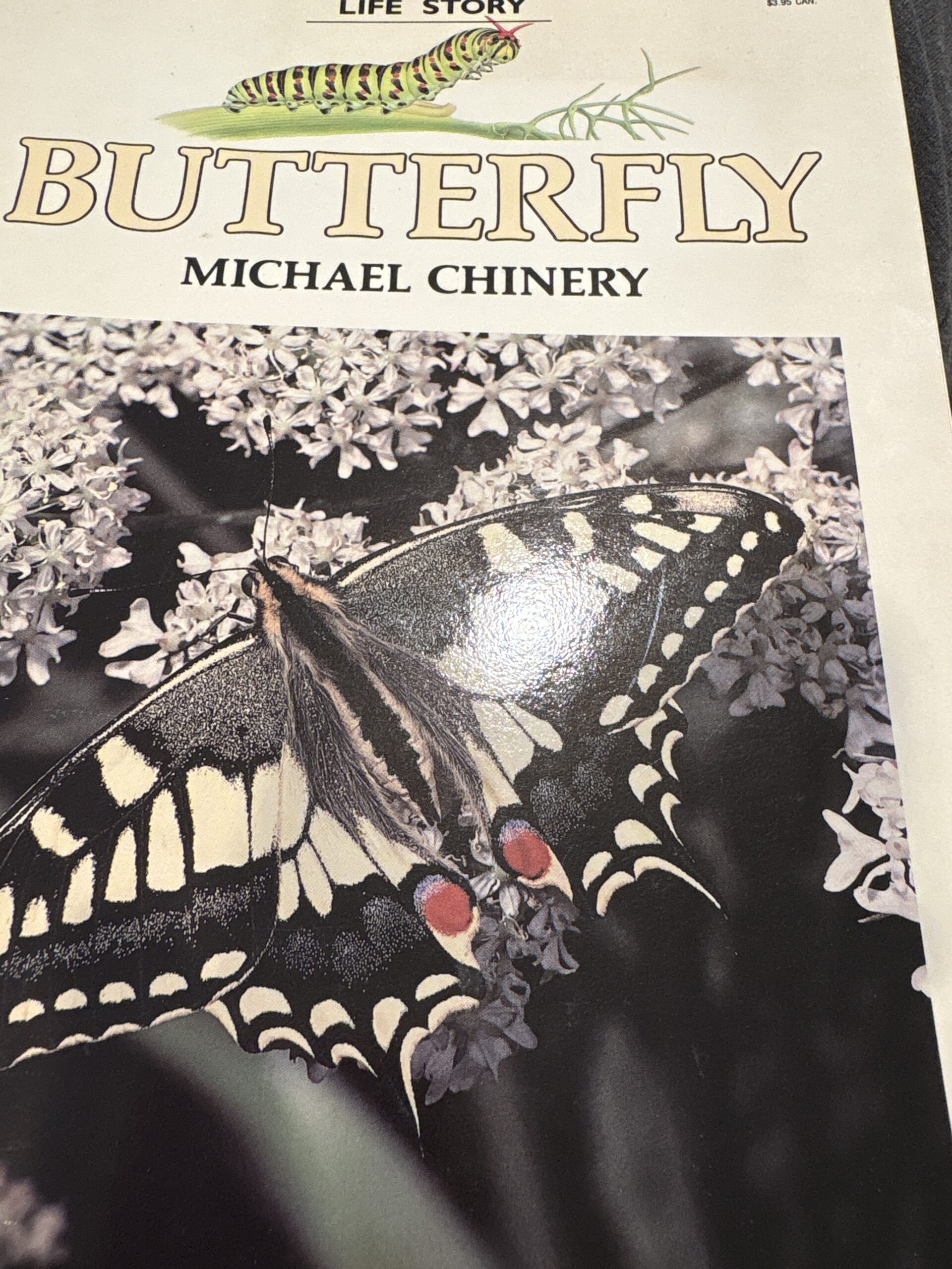 Life Story Butterfly Life Story Butterfly