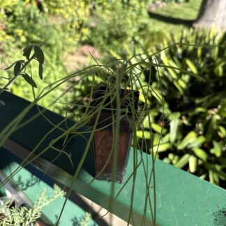 Home Poa Crassicaudex Tussock Grass Tube Plant