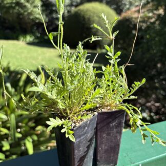 Home Goodenia Pinnatifida Cut Leaf