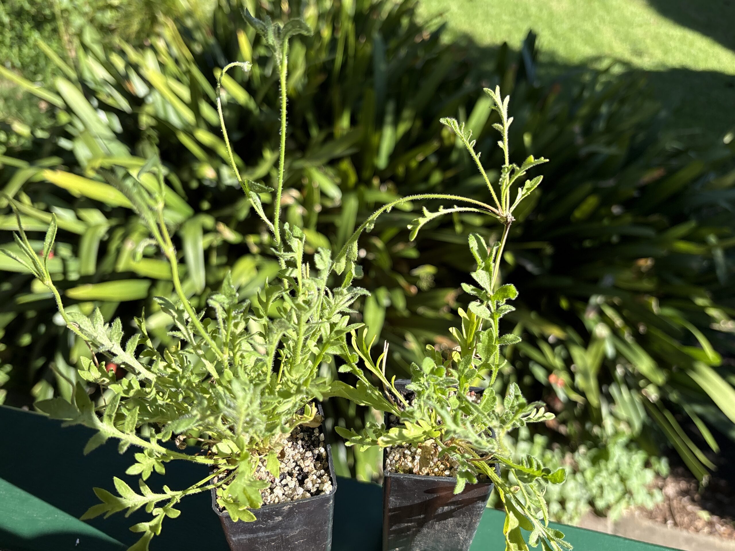 Goodenia Pinnatifida Cut Leaf Goodenia Pinnatifida Cut Leaf - Image 2