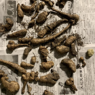 Four (4) Jerusalem Artichoke Seedlings