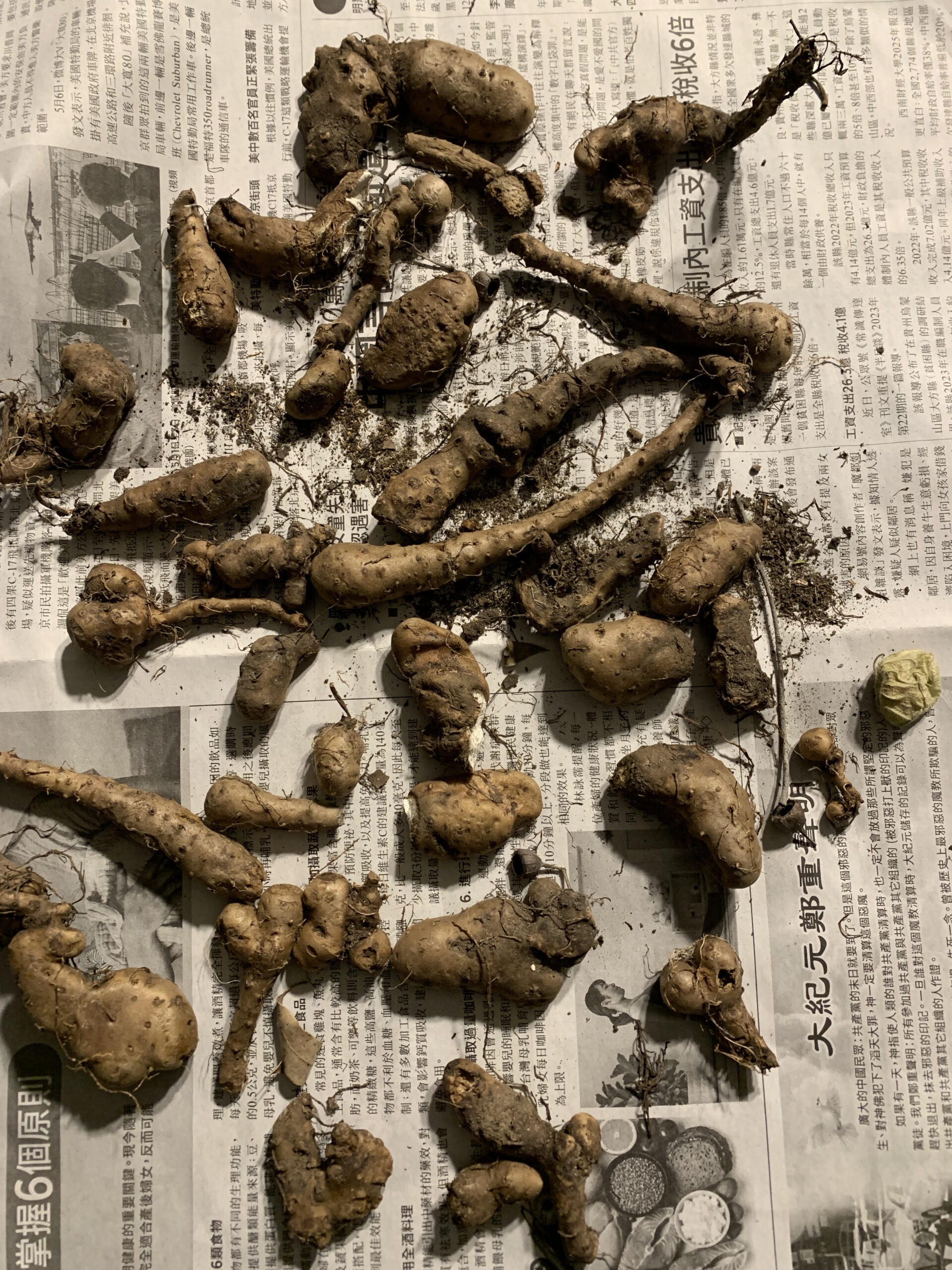 Four (4) Jerusalem Artichoke Seedlings Four (4) Jerusalem Artichoke Seedlings