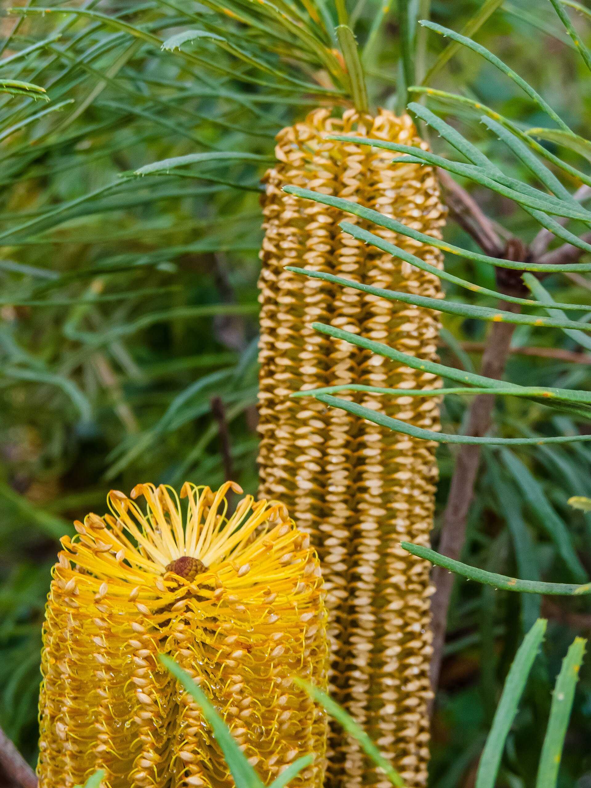 Banksia Spinulosa - Hairpin Banksia Banksia Spinulosa - Hairpin Banksia - Image 2
