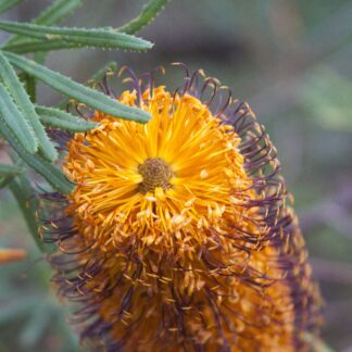 Home Banksia Spinulosa - Hairpin Banksia