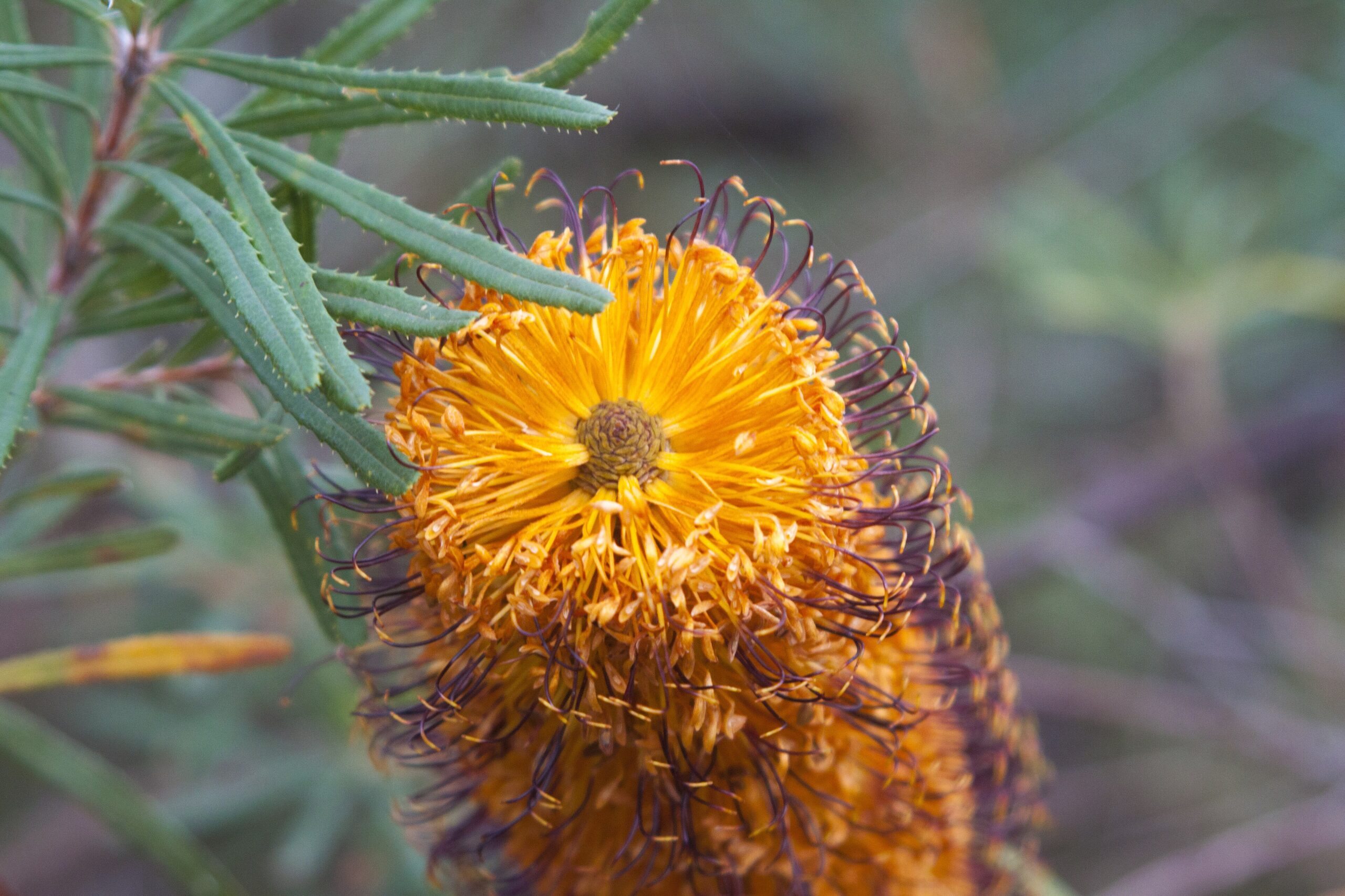 Banksia Spinulosa - Hairpin Banksia Banksia Spinulosa - Hairpin Banksia