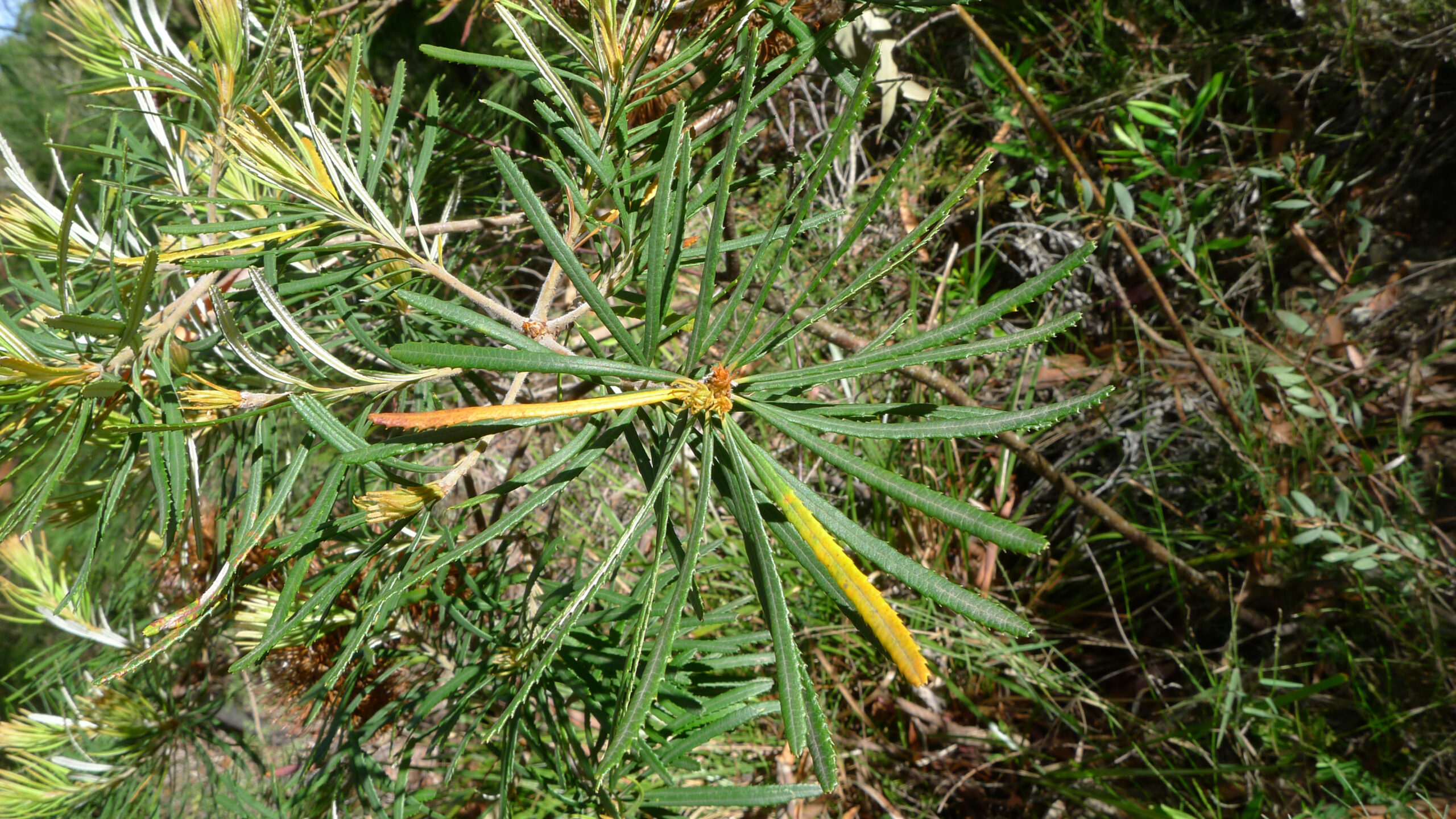 Banksia Spinulosa - Hairpin Banksia Banksia Spinulosa - Hairpin Banksia - Image 4