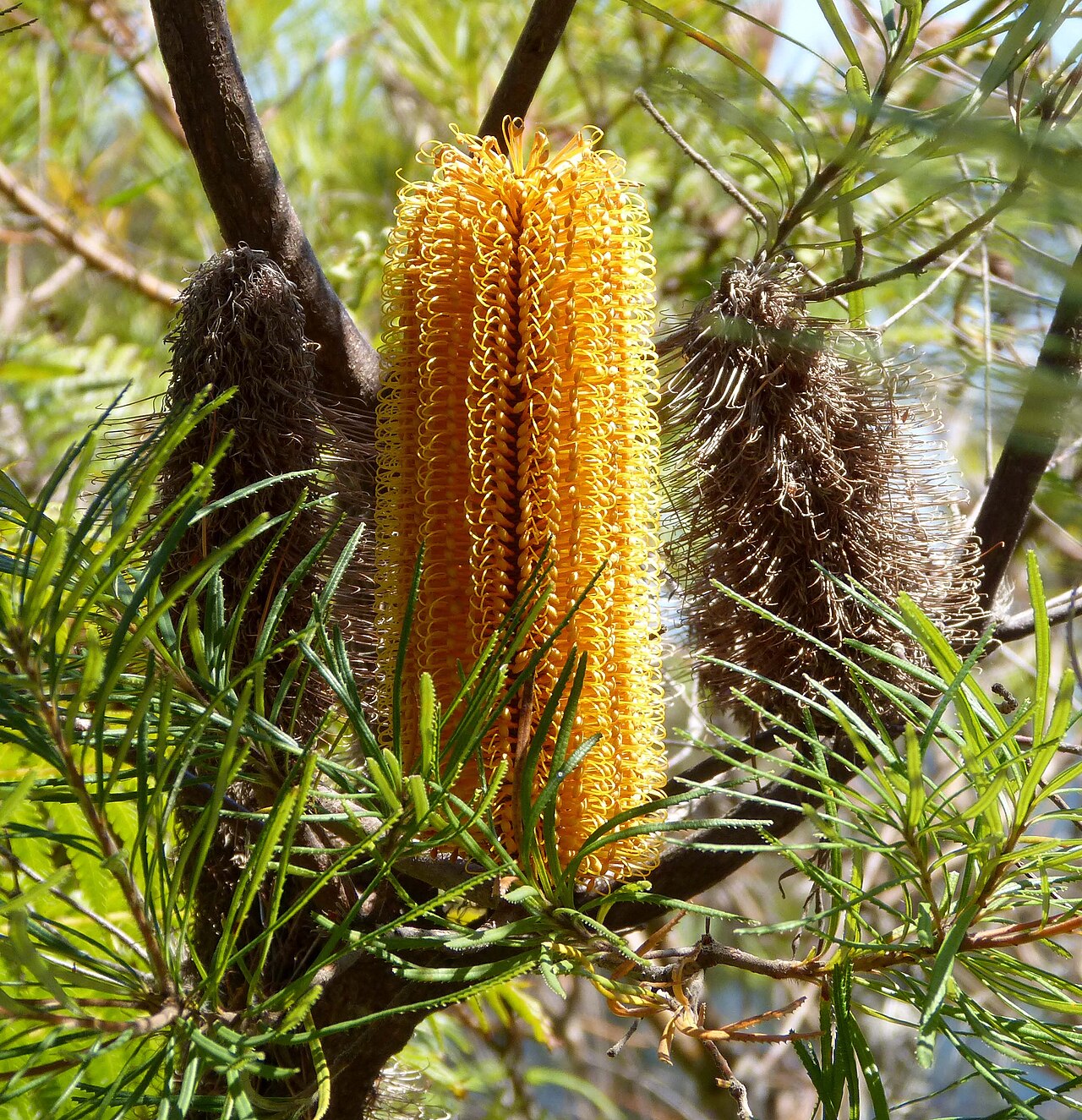 Banksia Spinulosa - Hairpin Banksia Banksia Spinulosa - Hairpin Banksia - Image 3