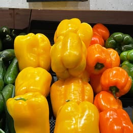 Home 2 Established Yellow Capsicum Potted Plants
