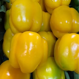 2 Established Yellow Capsicum Potted Plants 2 Established Yellow Capsicum Potted Plants - Image 5