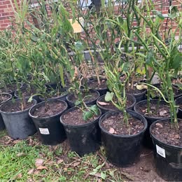 2 Established Yellow Capsicum Potted Plants 2 Established Yellow Capsicum Potted Plants - Image 7