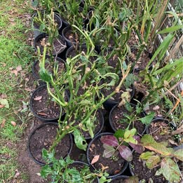 2 Established Yellow Capsicum Potted Plants 2 Established Yellow Capsicum Potted Plants - Image 8
