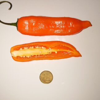 Home Ajà Amarillo - Capsicum Baccatum