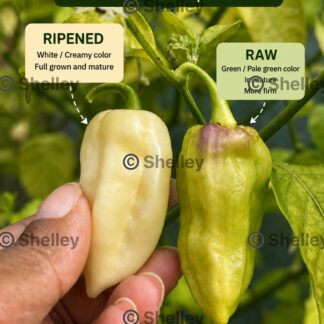 White Ghost Chilli (White Bhut Jolokia)