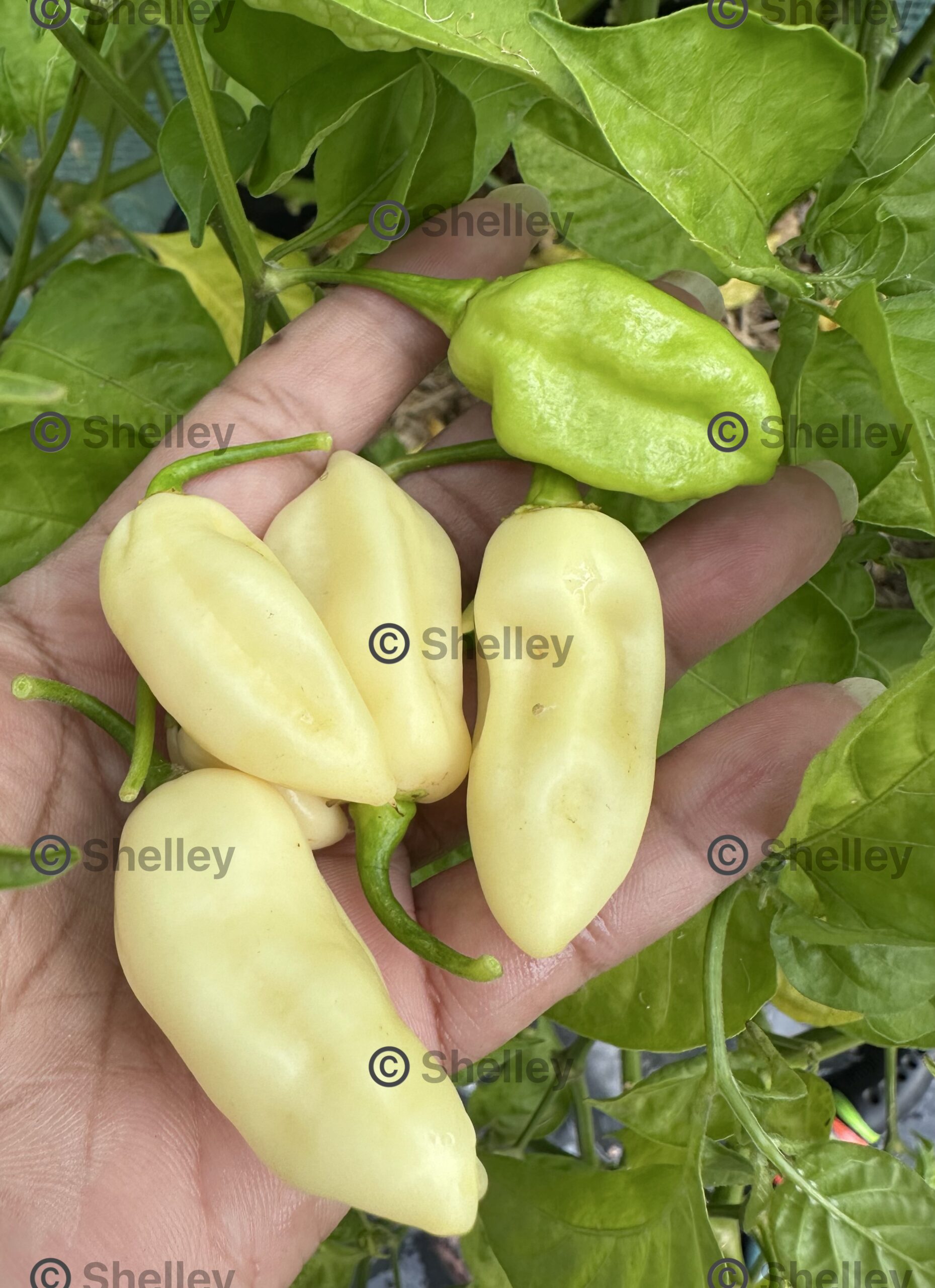White Ghost Chilli (White Bhut Jolokia) White Ghost Chilli (White Bhut Jolokia) - Image 2