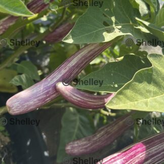 Amethyst / Brinjal / Aubergine / Talong Eggplant