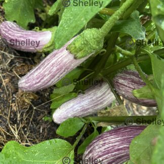 Tsakonoki / Brinjal Eggplant