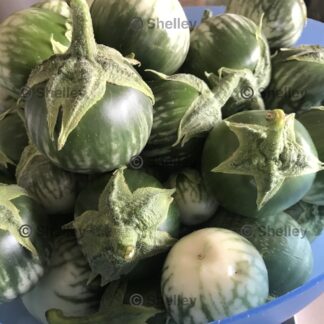 Thai Green Round Eggplant (Solanum melongena)