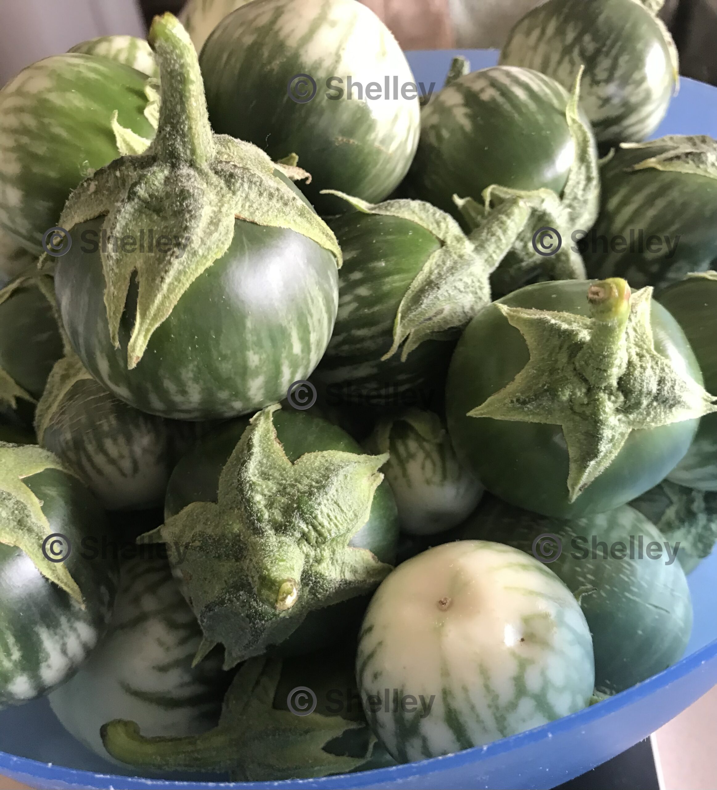 Thai Green Round Eggplant (Solanum melongena) Thai Green Round Eggplant (Solanum melongena)