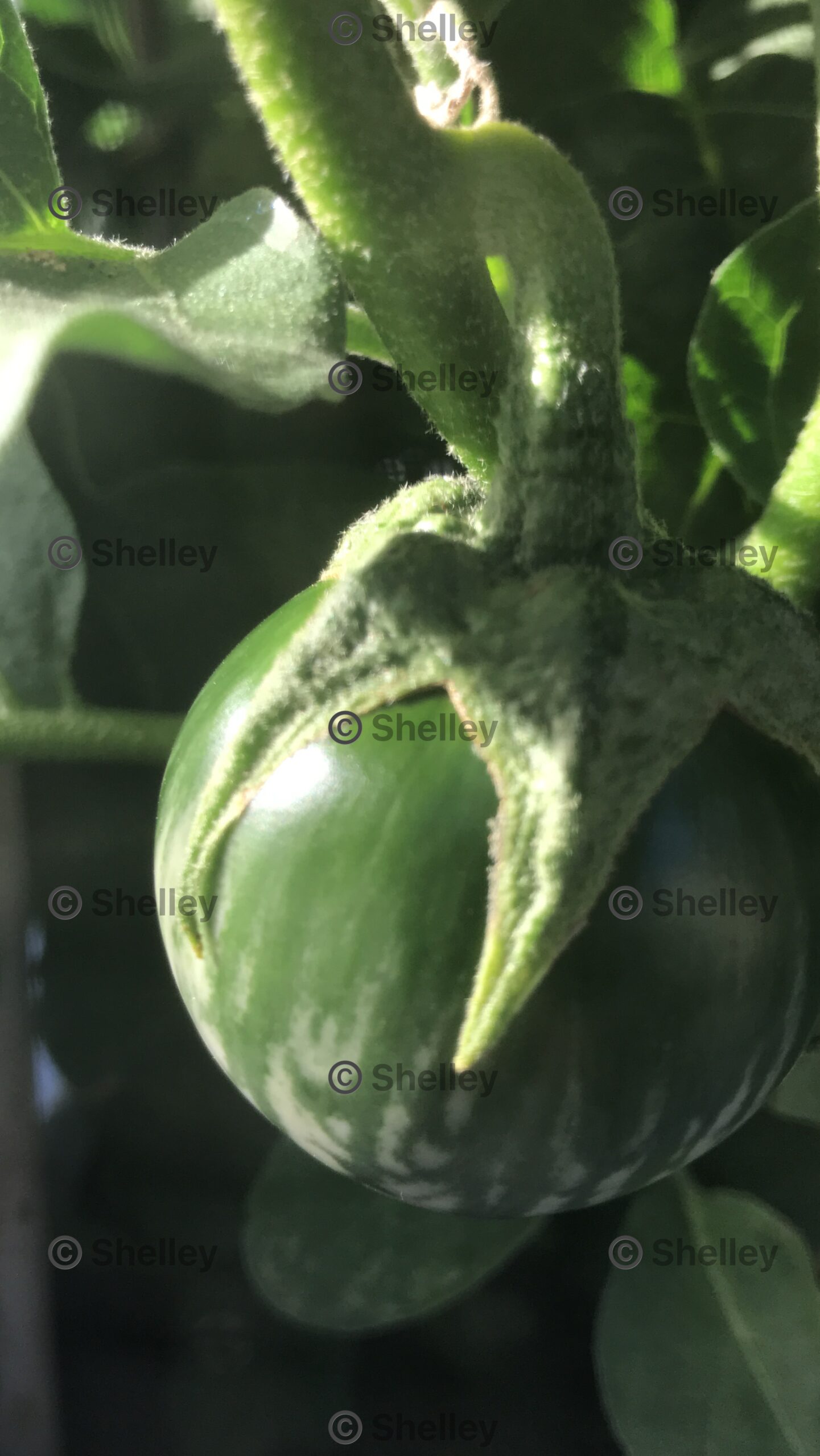 Thai Green Round Eggplant (Solanum melongena) Thai Green Round Eggplant (Solanum melongena) - Image 2