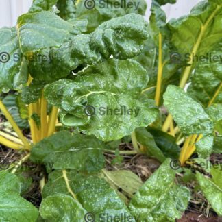 Silverbeet / Swiss Chard-golden Sunrise Yellow