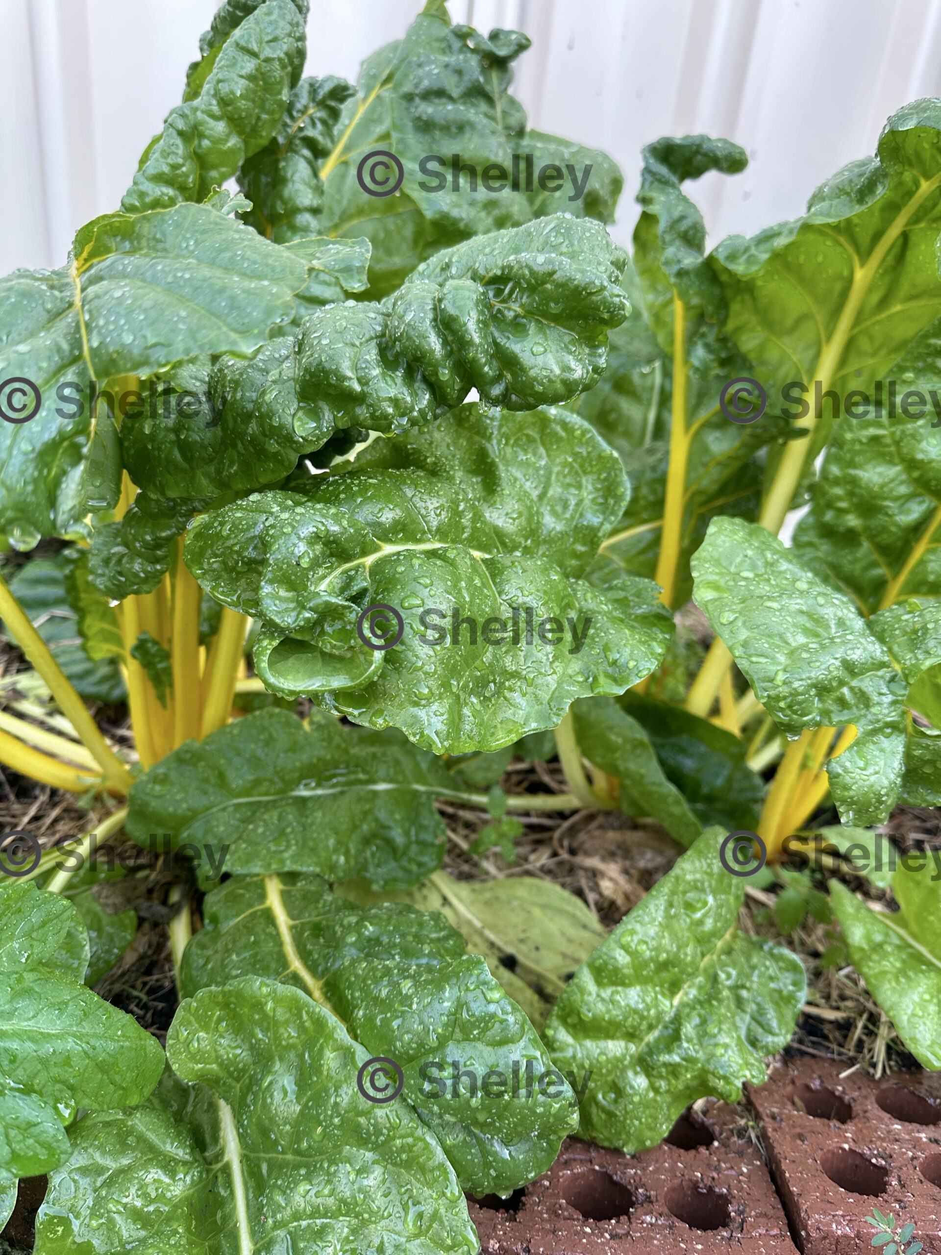 Silverbeet / Swiss Chard-golden Sunrise Yellow Silverbeet / Swiss Chard-golden Sunrise Yellow