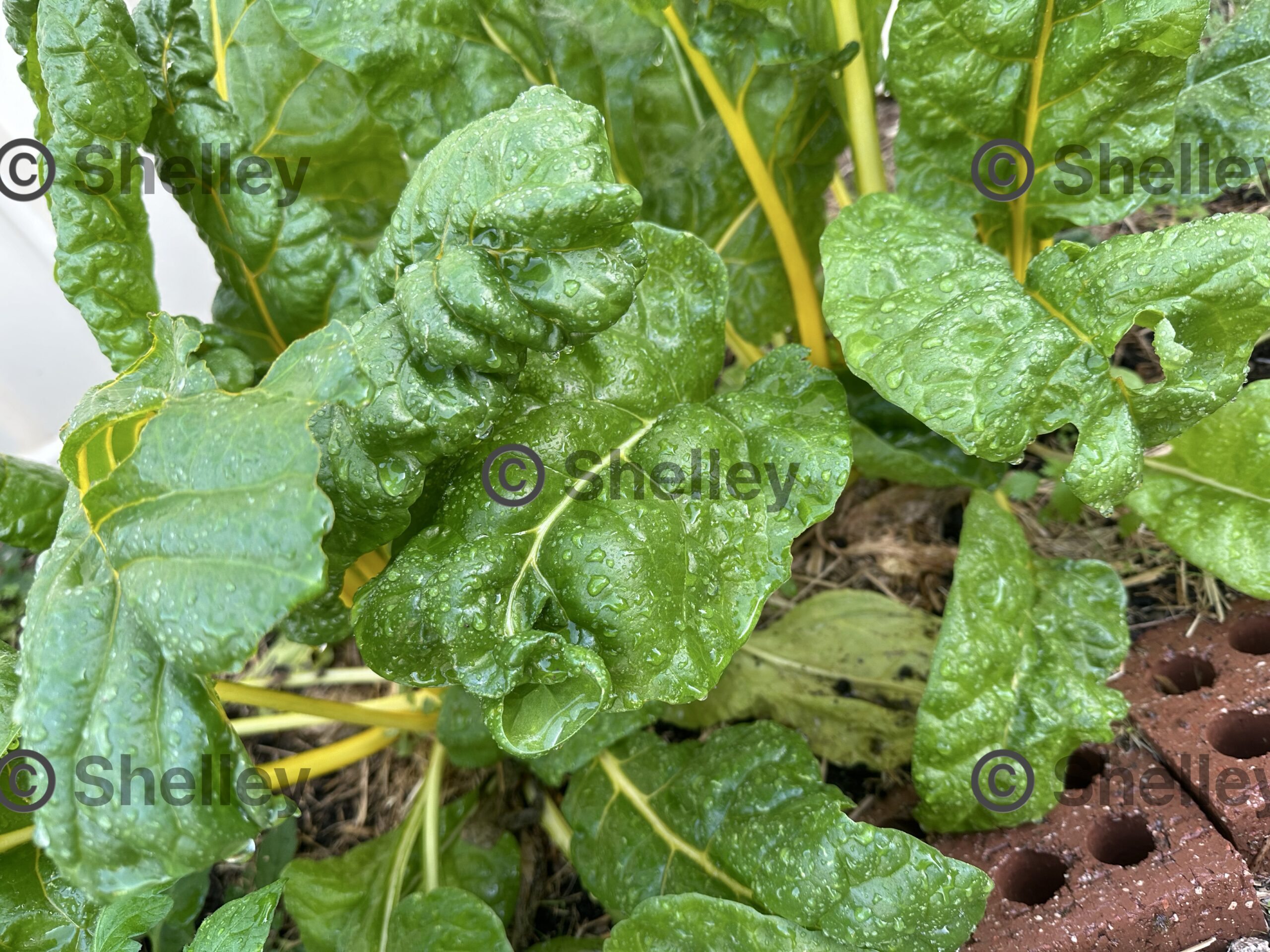 Silverbeet / Swiss Chard-golden Sunrise Yellow Silverbeet / Swiss Chard-golden Sunrise Yellow - Image 2