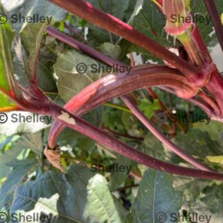Okra Red Burgundy / Red Okra / Bhindi / Lady’s Fingers