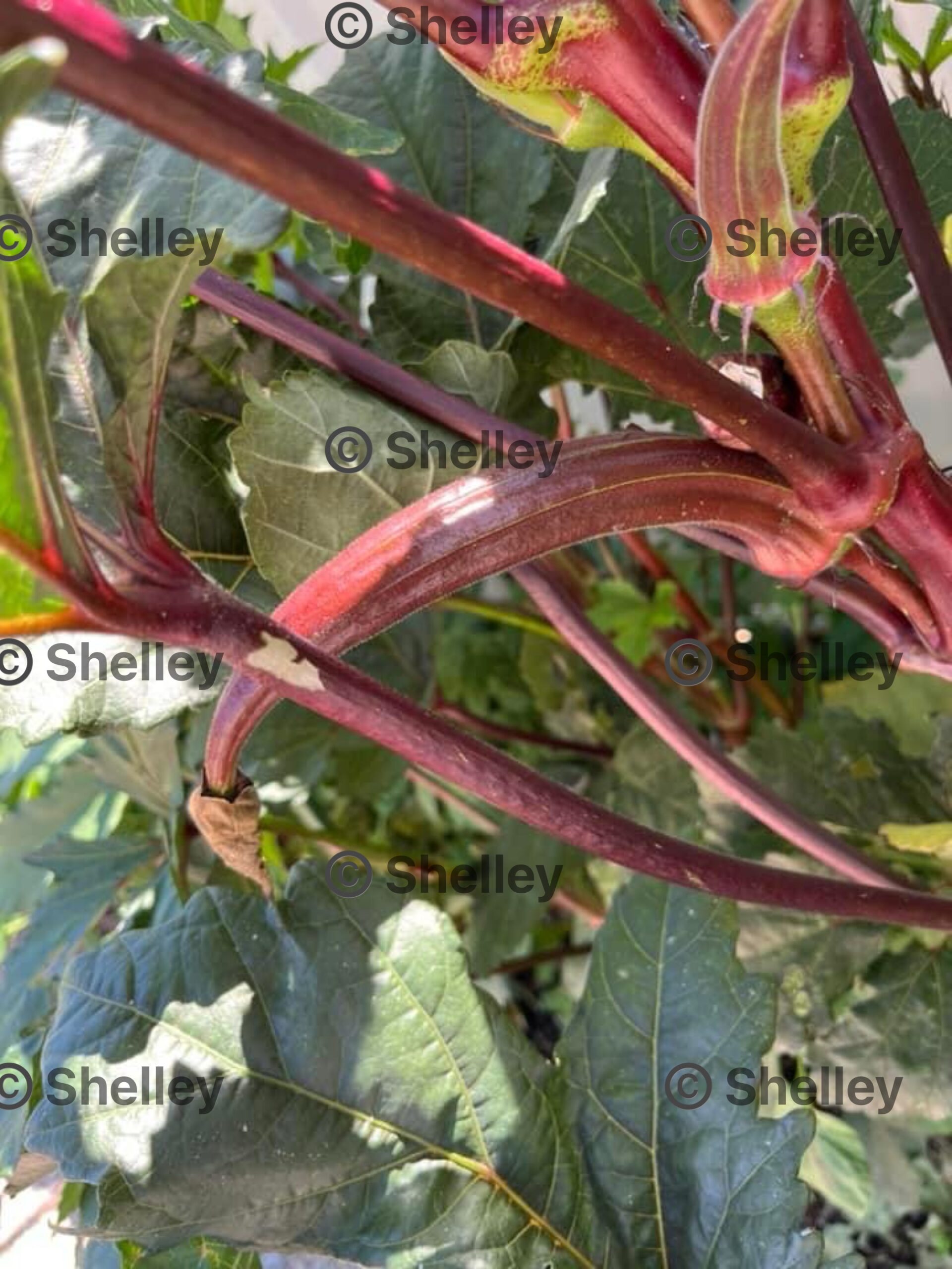 Okra Red Burgundy / Red Okra / Bhindi / Lady’s Fingers Okra Red Burgundy / Red Okra / Bhindi / Lady’s Fingers