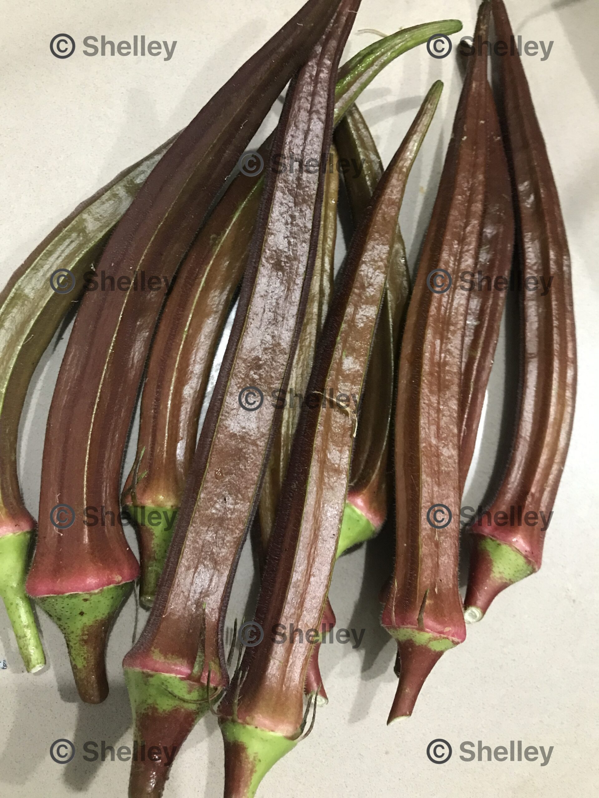 Okra Red Burgundy / Red Okra / Bhindi / Lady’s Fingers Okra Red Burgundy / Red Okra / Bhindi / Lady’s Fingers - Image 2