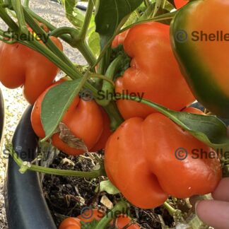 Orange Capsicum / Orange Bell Pepper