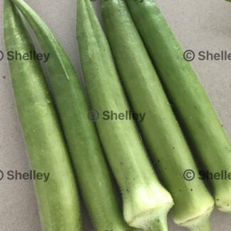 Okra Emerald – Bhindi / Bhendi / Gumbo