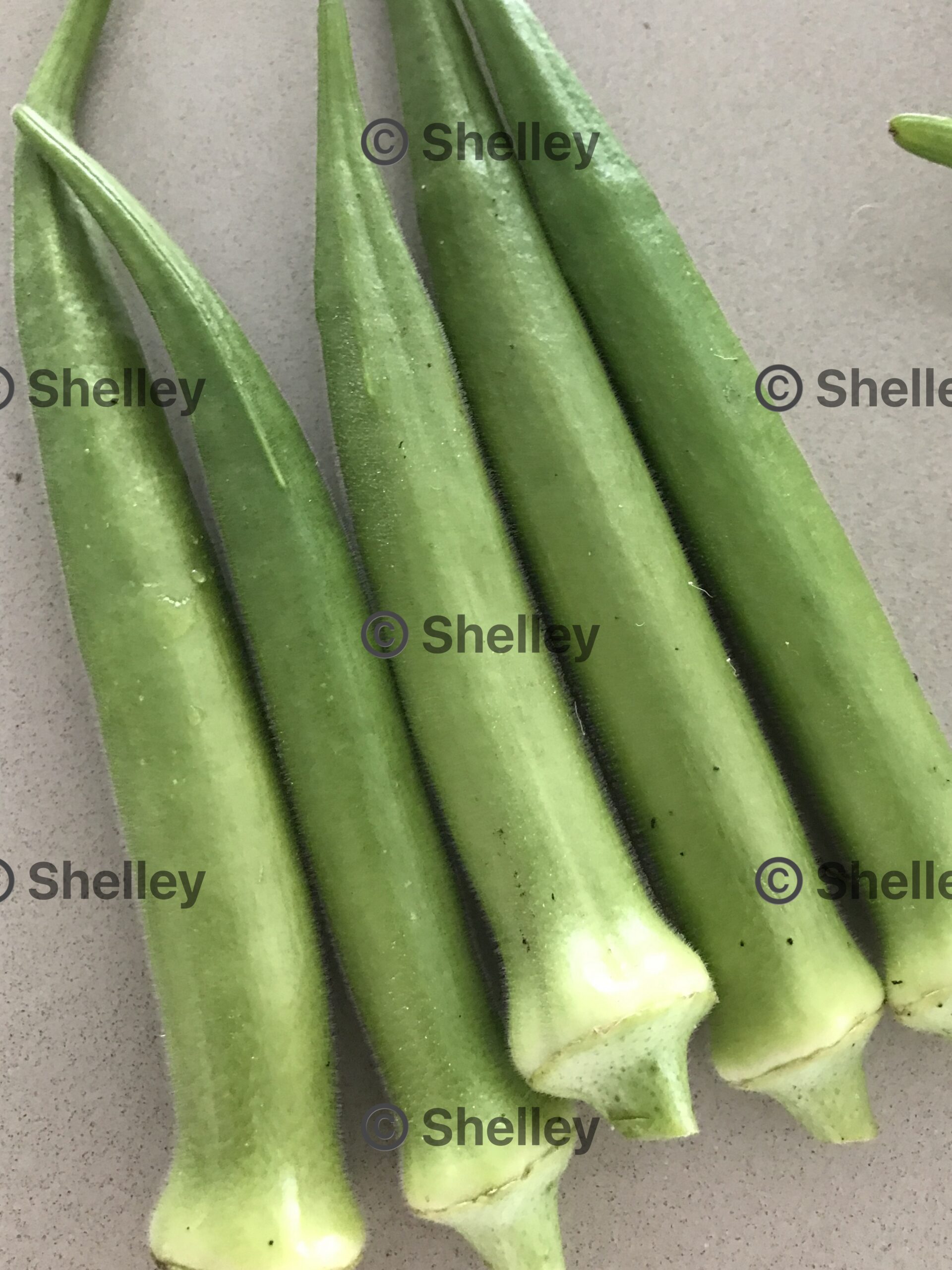 Okra Emerald – Bhindi / Bhendi / Gumbo Okra Emerald – Bhindi / Bhendi / Gumbo
