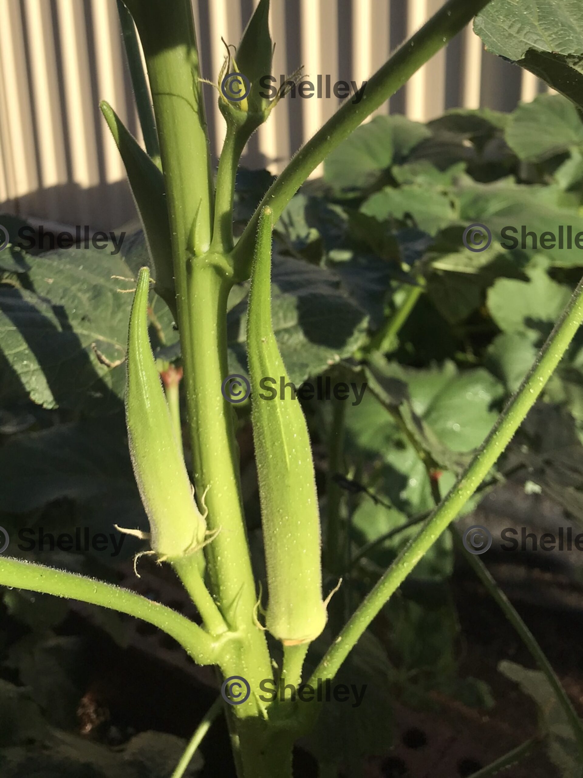 Okra Emerald – Bhindi / Bhendi / Gumbo Okra Emerald – Bhindi / Bhendi / Gumbo - Image 2