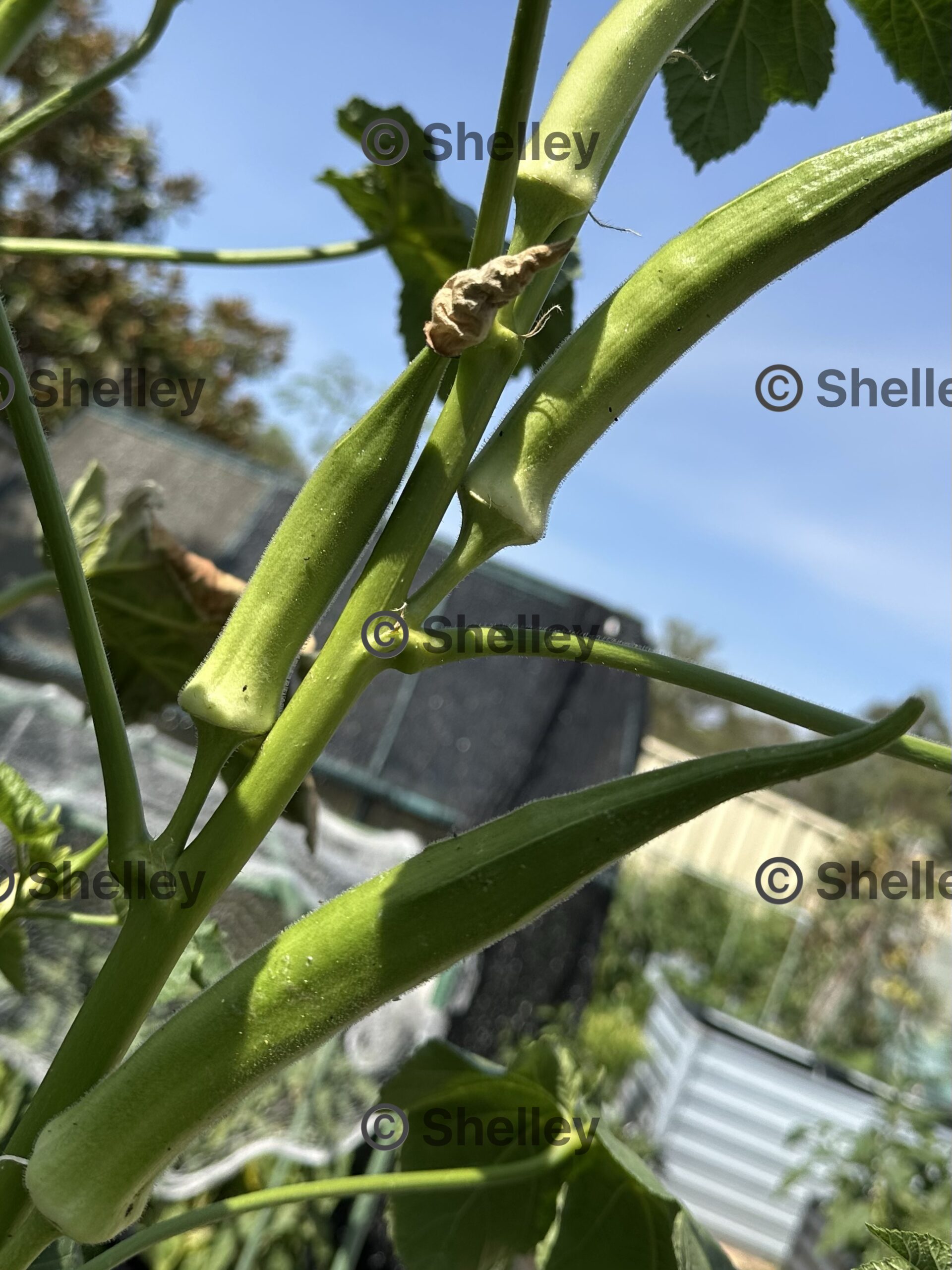 Okra Emerald – Bhindi / Bhendi / Gumbo Okra Emerald – Bhindi / Bhendi / Gumbo - Image 3