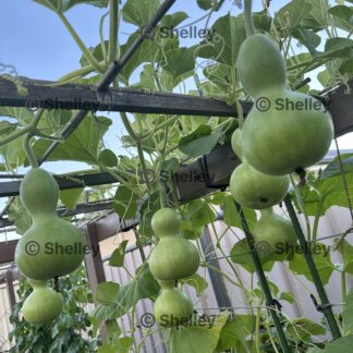 Home Bottle Gourd