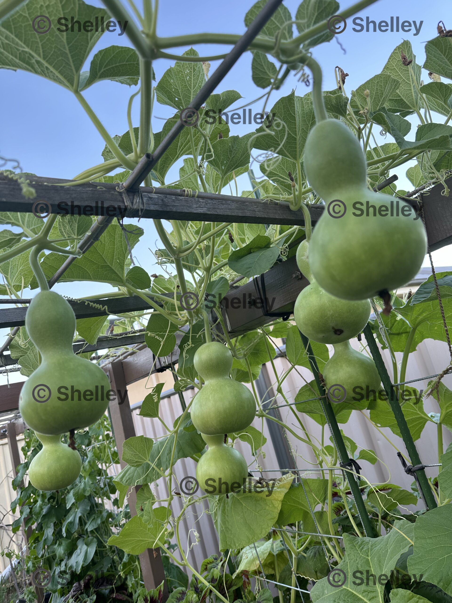 Bottle Gourd Bottle Gourd