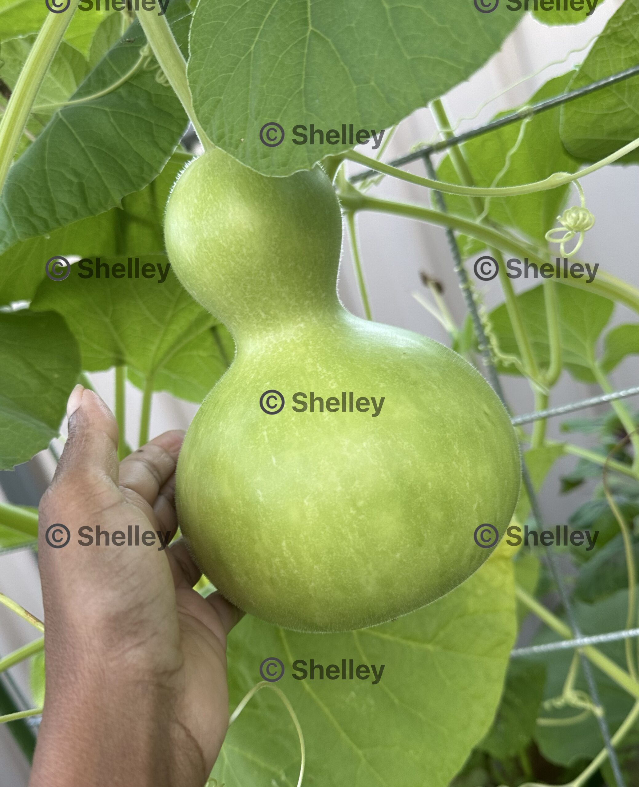 Bottle Gourd Bottle Gourd - Image 2
