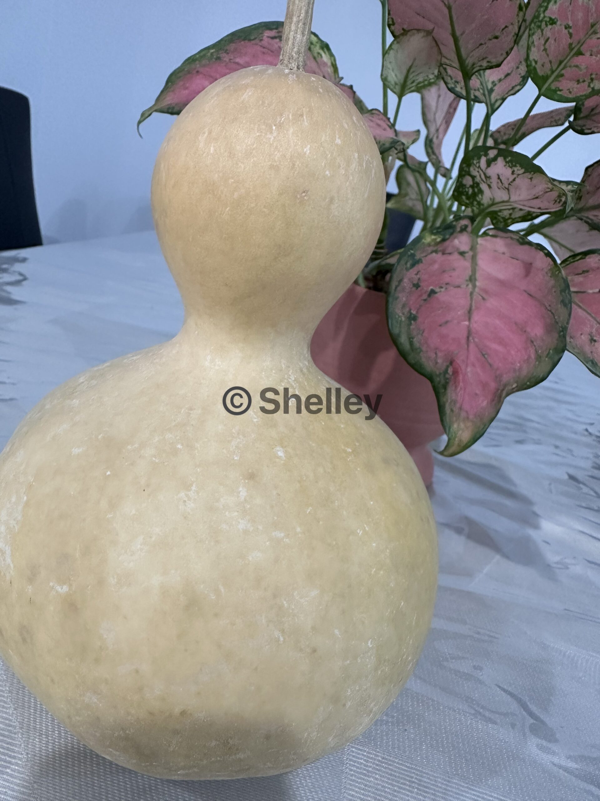 Bottle Gourd Bottle Gourd - Image 3