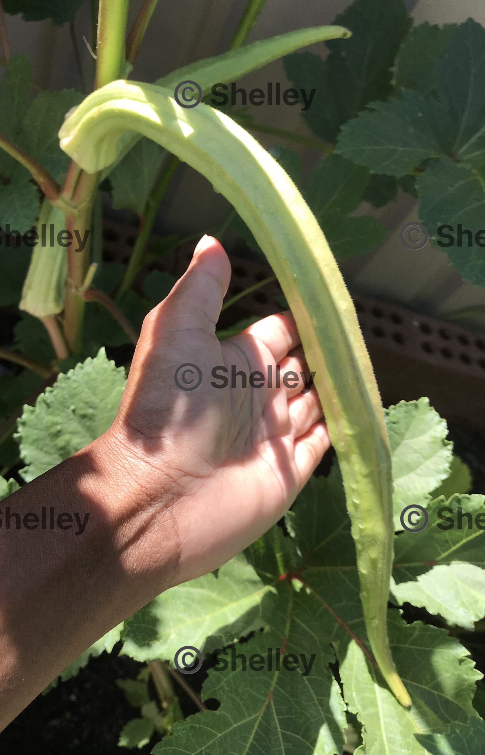 Okra-elephant Tusks | Extra-large Bhindi Okra-elephant Tusks | Extra-large Bhindi - Image 2