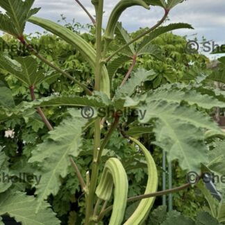 Okra-elephant Tusks | Extra-large Bhindi