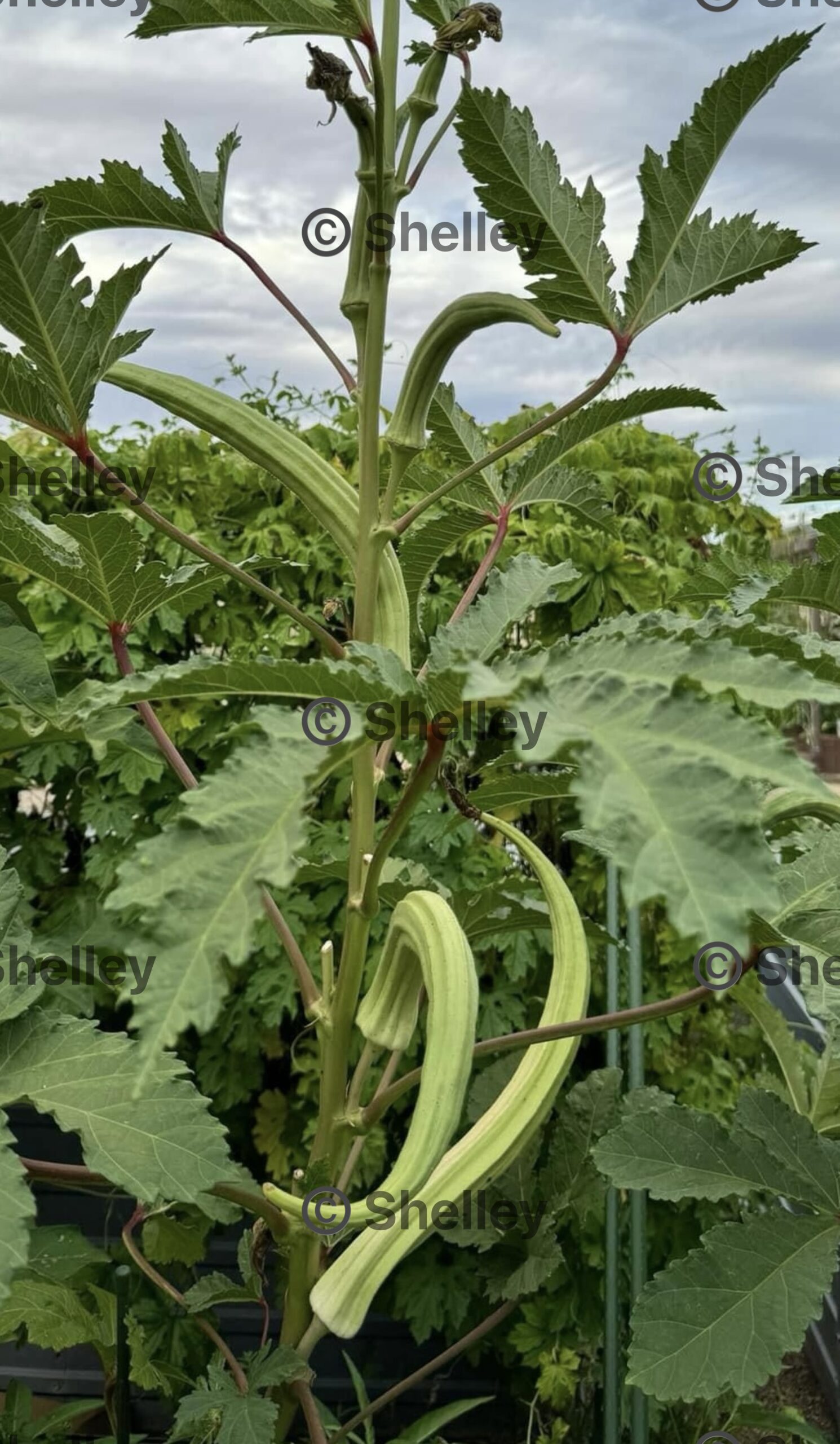 Okra-elephant Tusks | Extra-large Bhindi Okra-elephant Tusks | Extra-large Bhindi