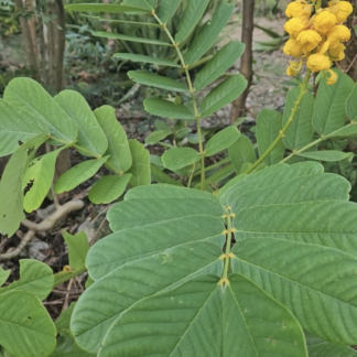 Senna Alata Candle Bush