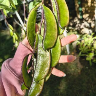 Hyacinth Bean / Sheem / Sem Phali (Lablab Purpureus) - Black