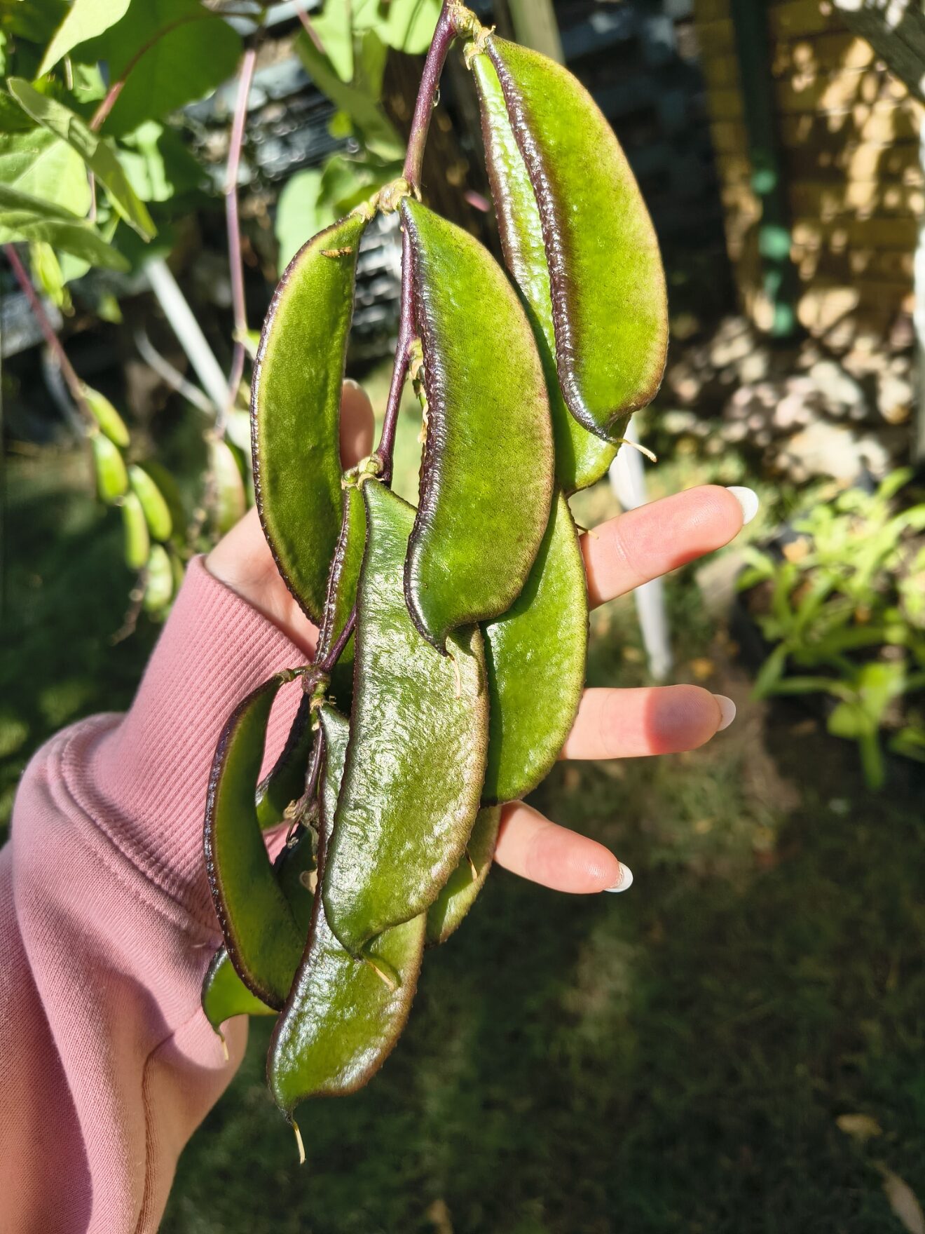 Hyacinth Bean / Sheem / Sem Phali (Lablab Purpureus) - Black Hyacinth Bean / Sheem / Sem Phali (Lablab Purpureus) - Black