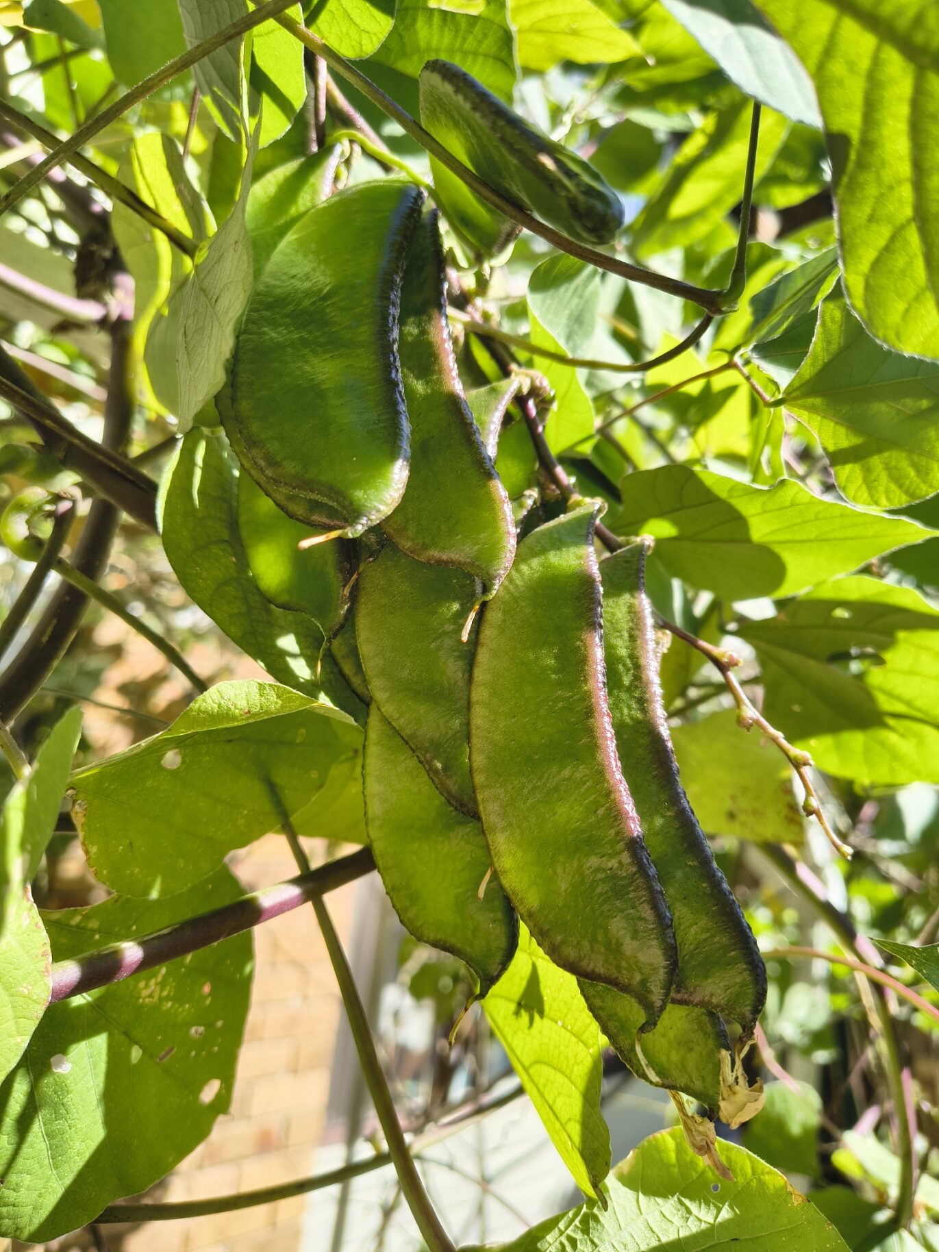 Hyacinth Bean / Sheem / Sem Phali (Lablab Purpureus) - Black Hyacinth Bean / Sheem / Sem Phali (Lablab Purpureus) - Black - Image 4
