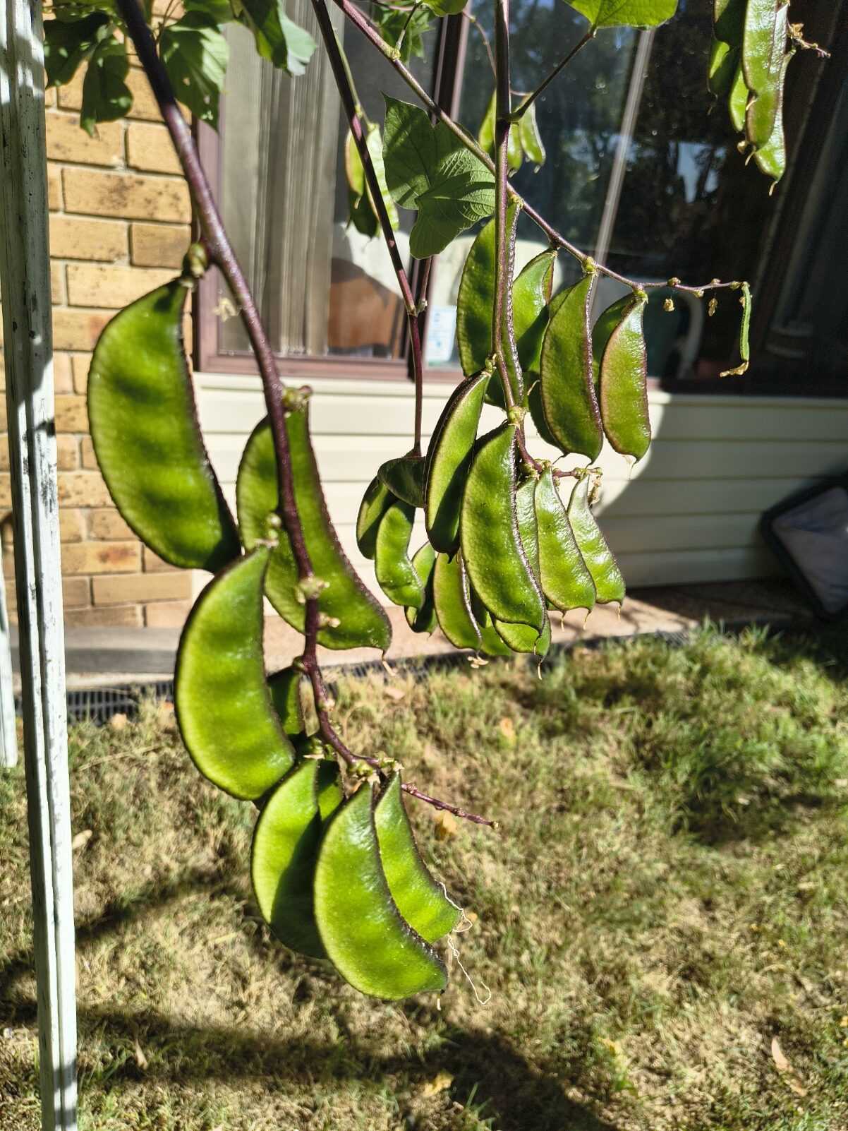 Hyacinth Bean / Sheem / Sem Phali (Lablab Purpureus) - Black Hyacinth Bean / Sheem / Sem Phali (Lablab Purpureus) - Black - Image 3