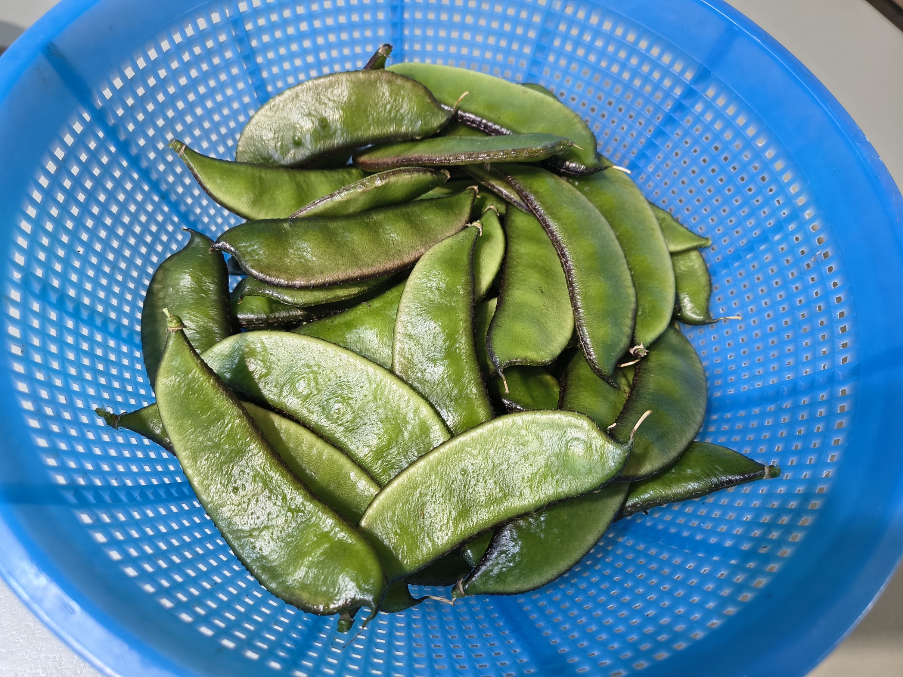 Hyacinth Bean / Sheem / Sem Phali (Lablab Purpureus) - Black Hyacinth Bean / Sheem / Sem Phali (Lablab Purpureus) - Black - Image 2