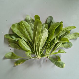 Broadleaf Jízài / Shepherd's Purse (Capsella Bursa-pastoris Var. Integrifolia)